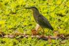Caribbean-Trinidad Striated heron close-up Art Print